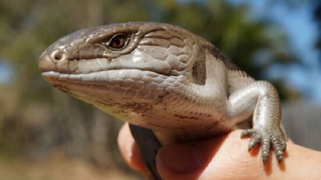 are blue tailed skinks bad for dogs