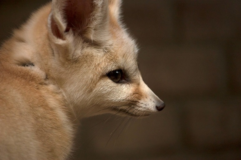 fennec fox colors