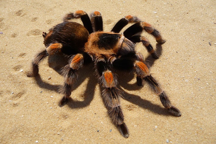 what are spiders