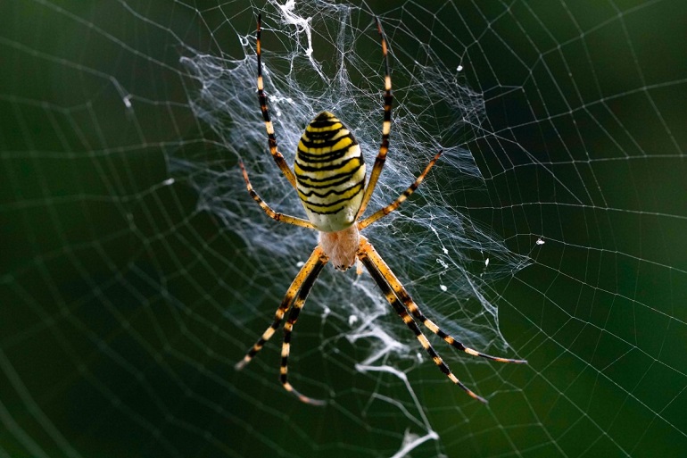 why do spiders exist