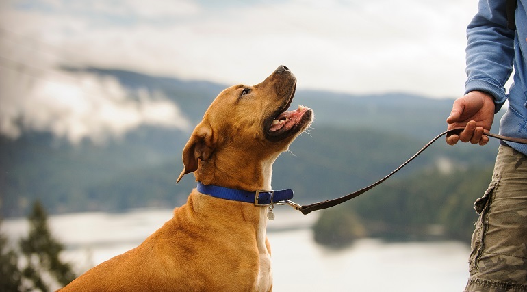 meaure collar of a dog