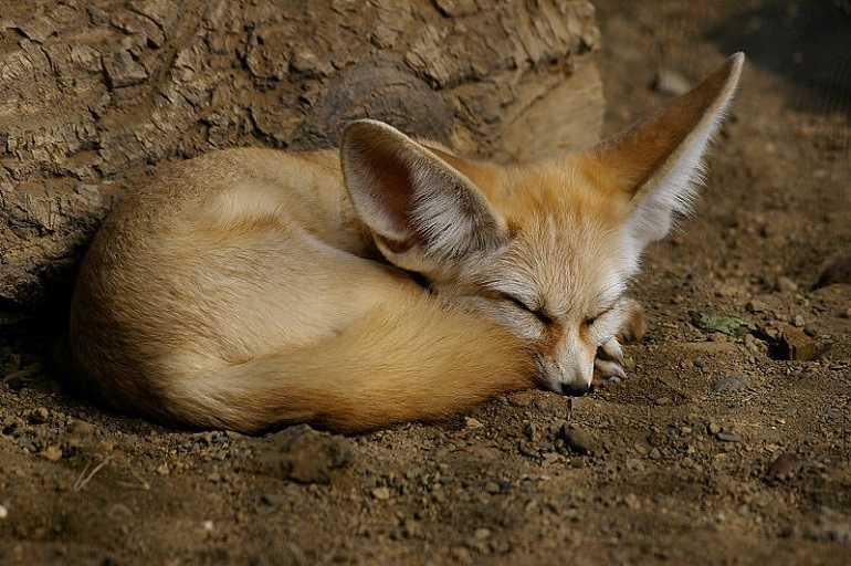 how much space does a fennec fox need