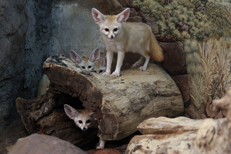 animal with big ears
