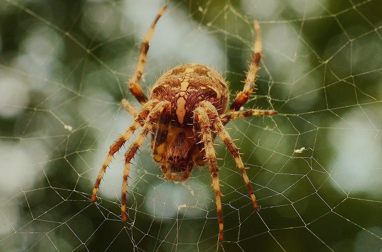 what do spiders do