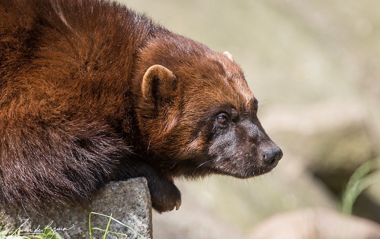 Wolverines - Habitat, Life Span, Diet & Reproduction Guide