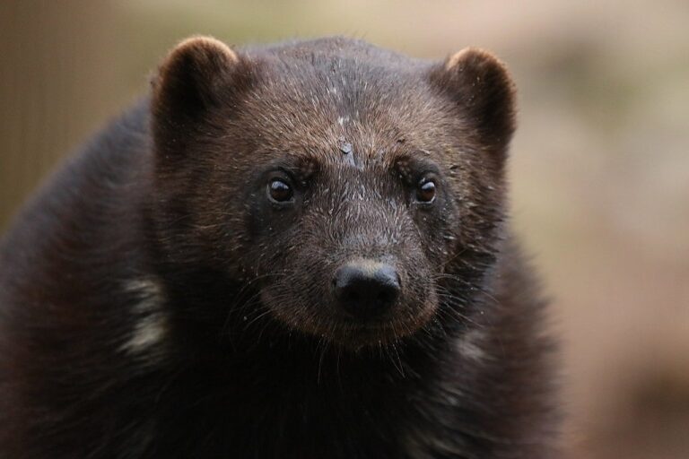 Wolverines Habitat, Life Span, Diet & Reproduction Guide