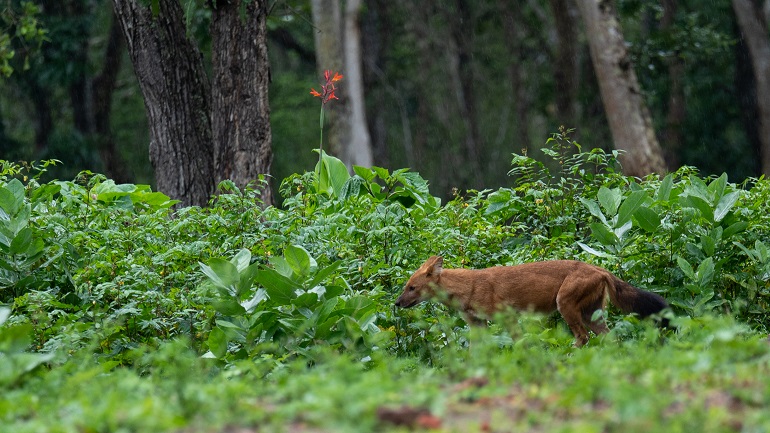 animal habitat definition