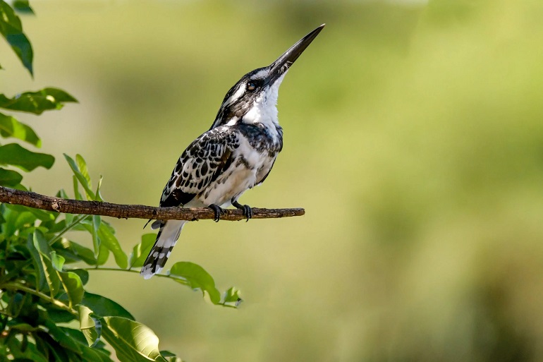 what is a woodpecker