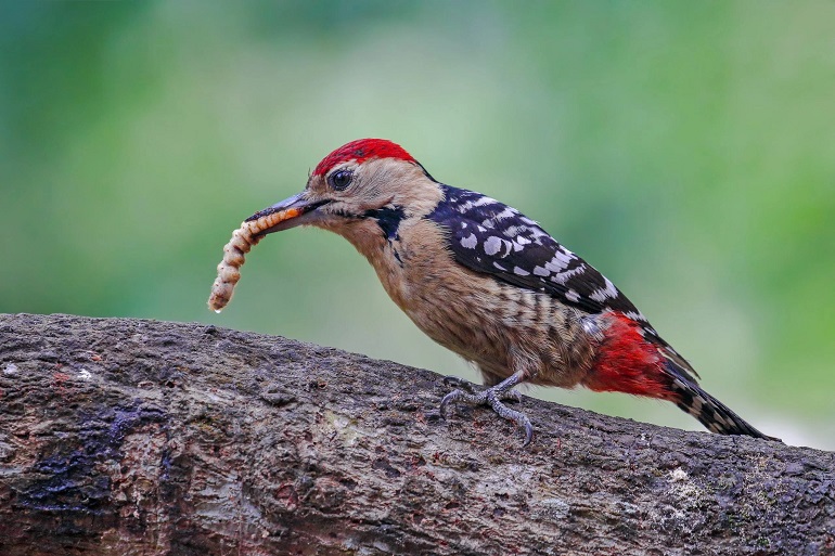 what is the woodpecker