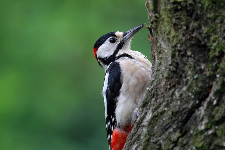 what does a woodpecker look like