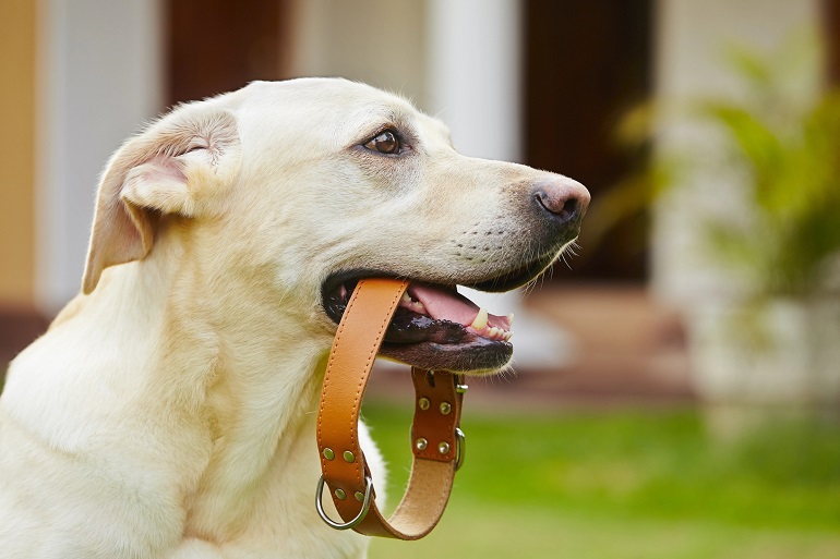 dog collar