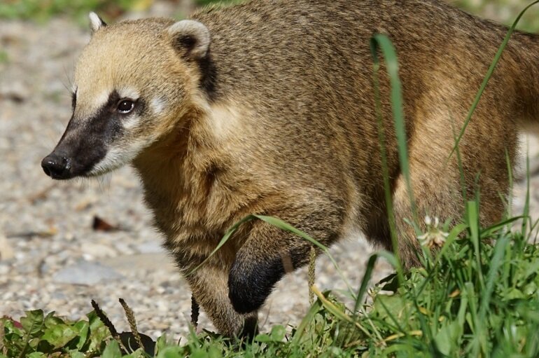 pet coatimundi