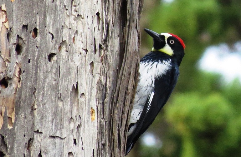 american woodpecker