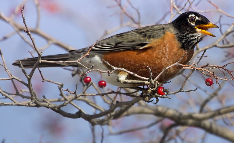 WHY DO BIRDS LAY BLUE EGGS?