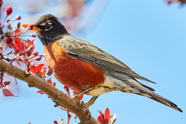 Why do Robins lay blue eggs?