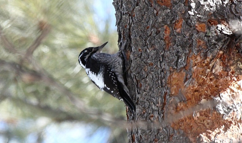 woodpeckers wood