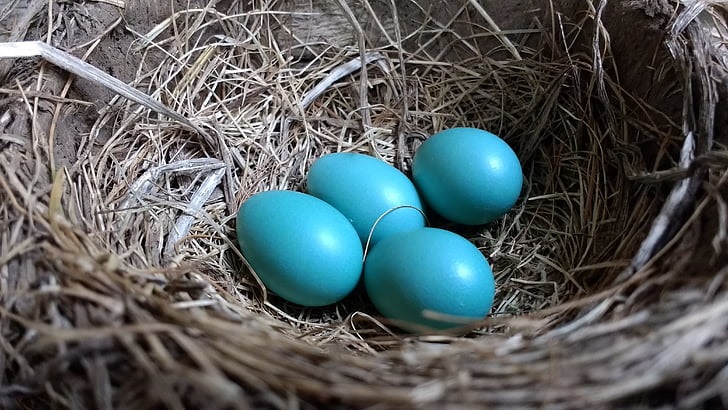 are all bird eggs blue