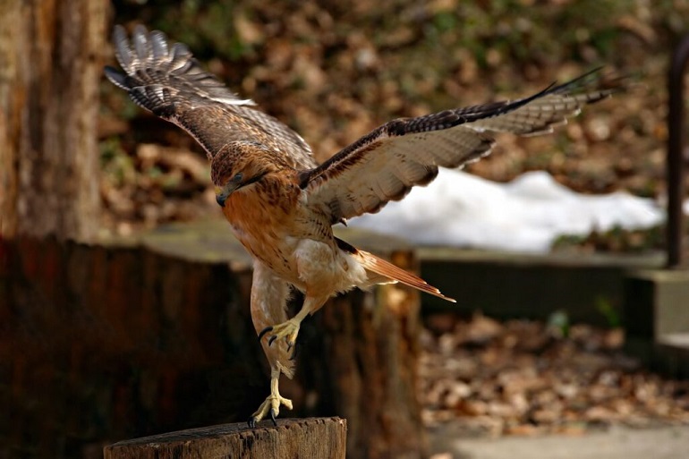 how to deter birds from porch