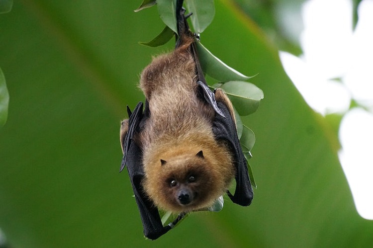 large bat