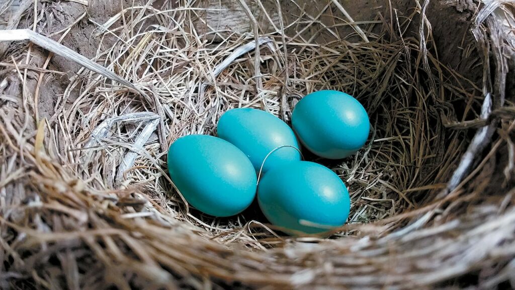 blue eggs small