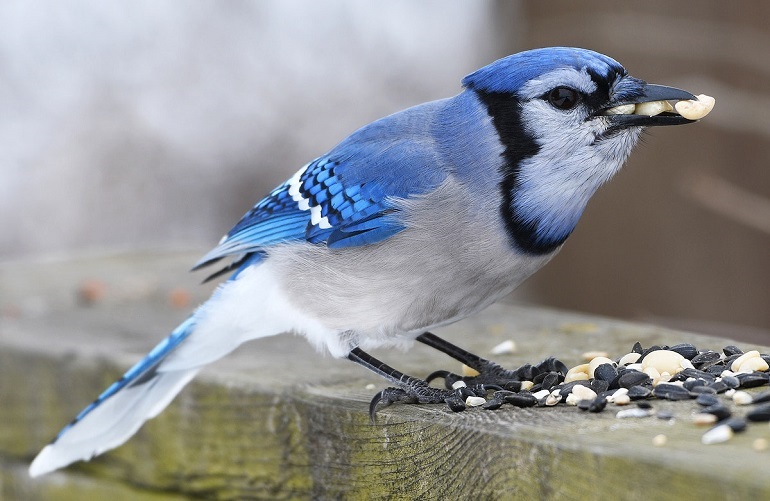 Blue Jay eggs. Finally Spring in Ohio. : r/pics