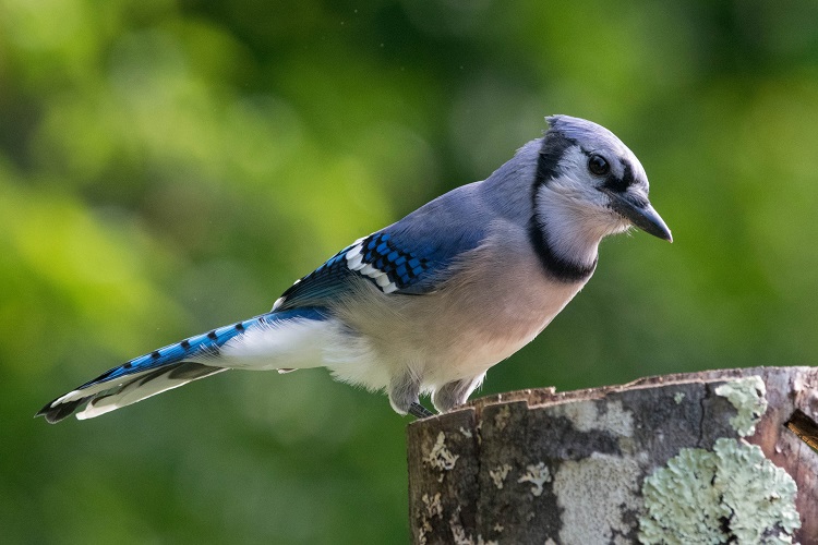 Distinct Appearance: Blue Jay Eggs Have an Oval Shape and Smooth Surface –  Nature Blog Network