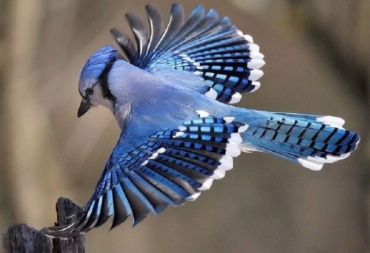 Blue Jay Egg and Baby bird, Lovely Bird