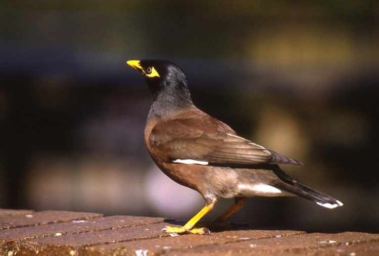 Why do birds lay blue eggs? - Discover Wildlife