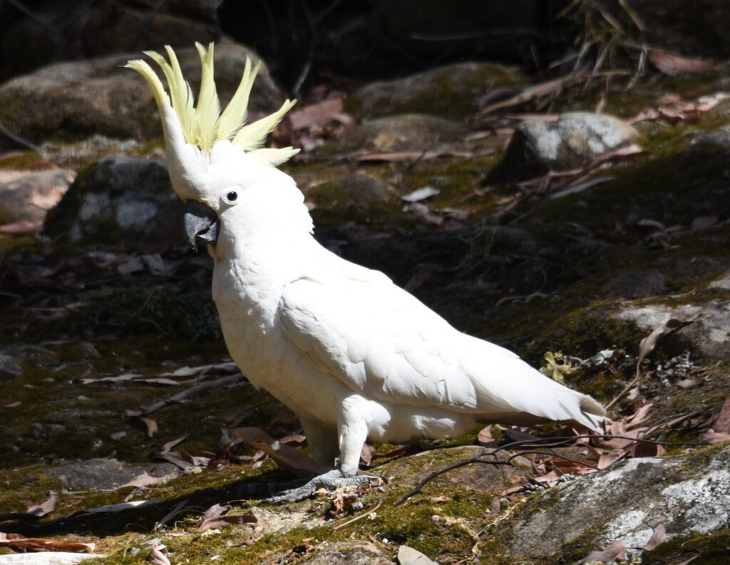 cockatoos care