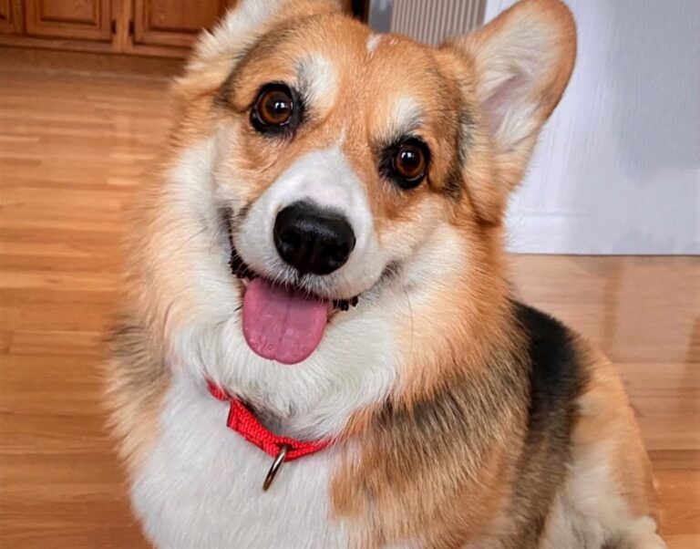 8 Best No Pull Dog Collars Top Picks And Buying GuideWAF