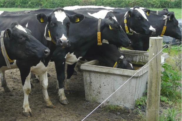 farmyard animals