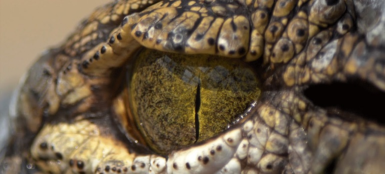 Crocodile tears' are surprisingly similar to our own