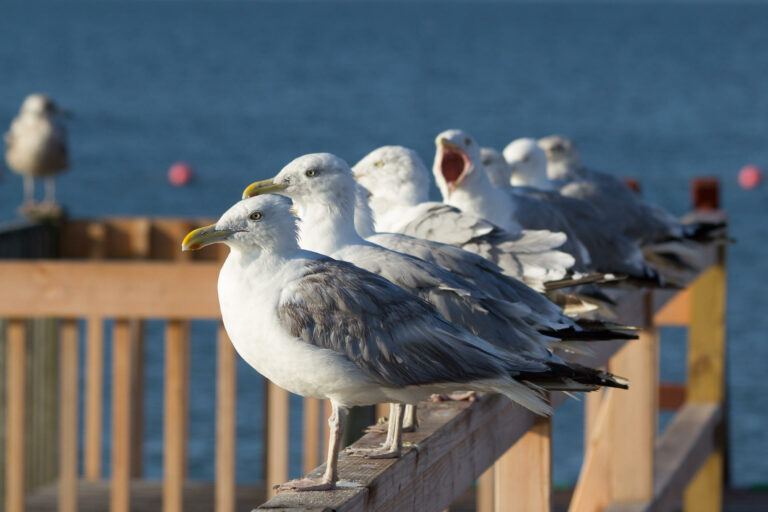 Why Do Birds Chirp At Night? Everything You Need To Know