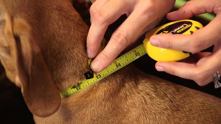 Measuring dog neck for collar sale