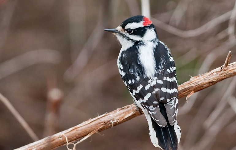 woodpecker types