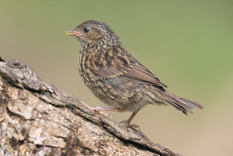 Why do birds lay blue eggs? - Discover Wildlife