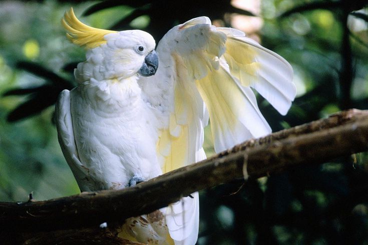 cockatoos