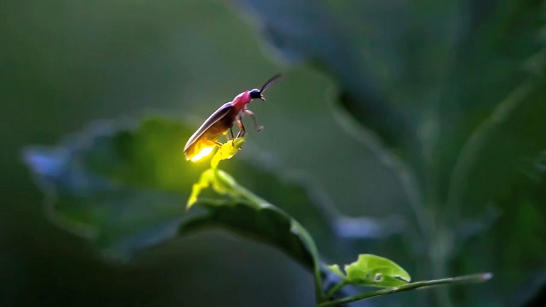 Are Fireflies Endangered - WAF