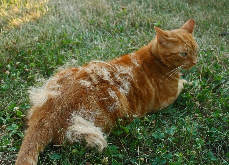 cat shedding a lot