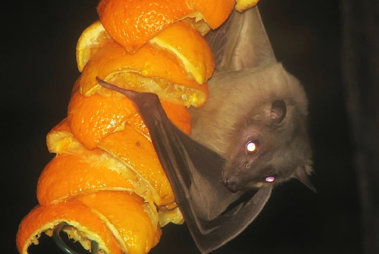 fruit bat size