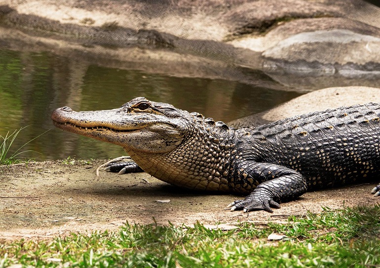 guinea crocodile