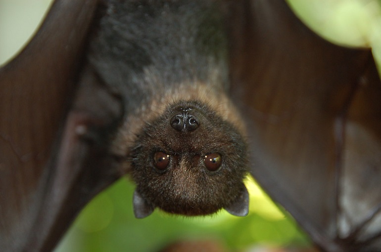 largest bat