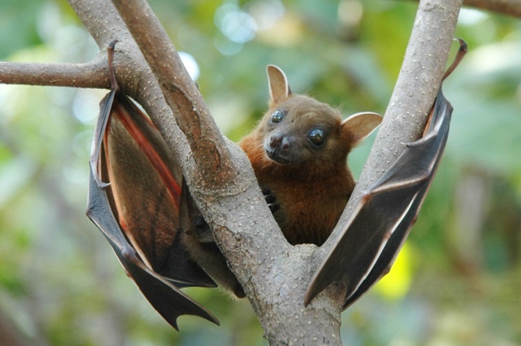 cute baby fruit bats