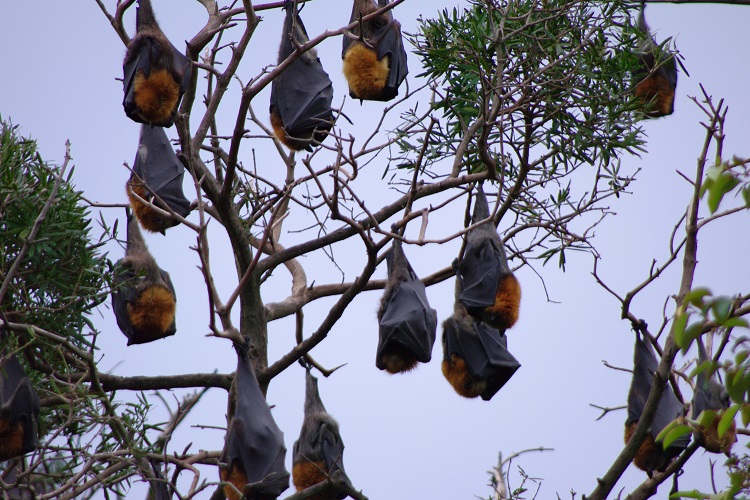 large bats