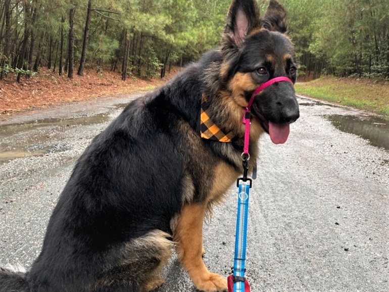 Gentle leader hotsell german shepherd