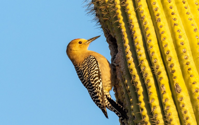 eastern woodpeckers