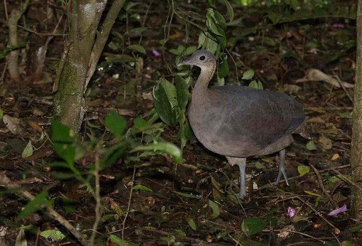 light blue bird laying eggs