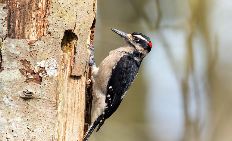 wood pecker