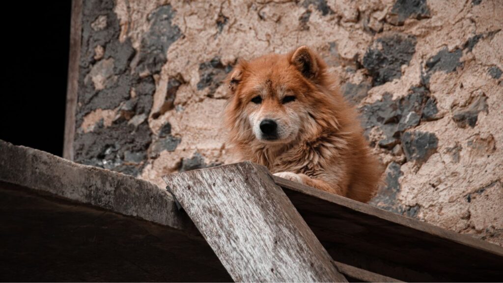 Health Issues of Hmong Docked Tail Dog