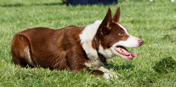 pet farm near me